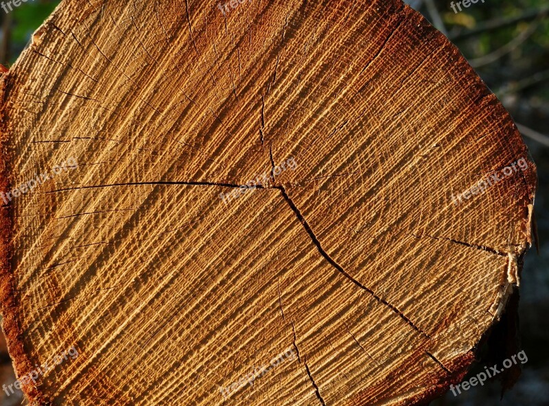 Tree Tree Ring Tree Rings Wood Nature