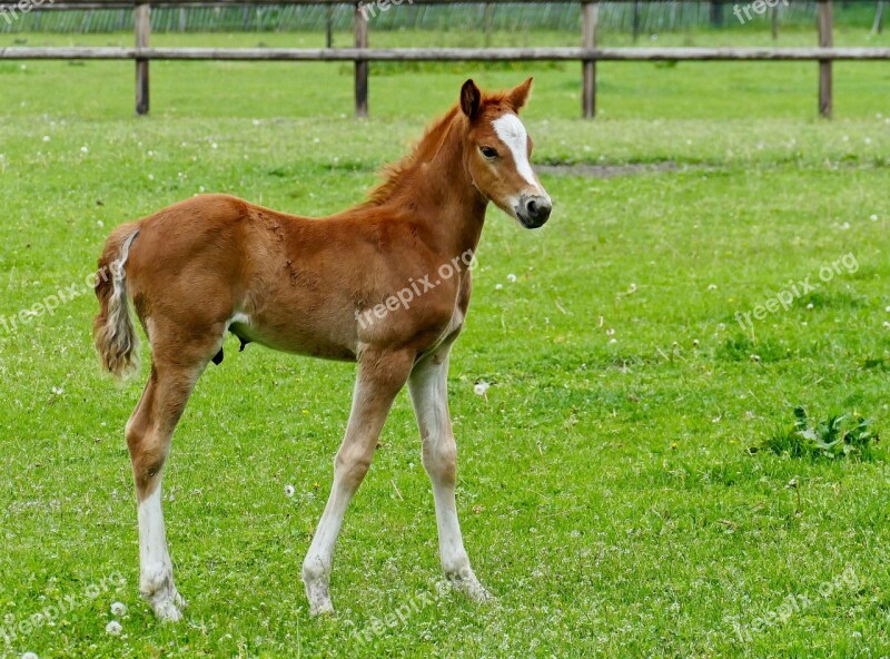 Foal Young Horse Blaze Brown Meadow