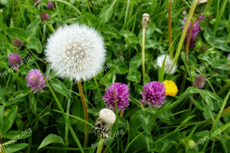 Dandelion Clover White Purple Berm