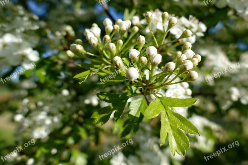 Flower Flowers Spring White Blossom