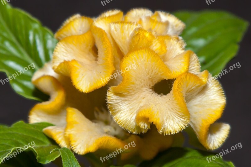 Celosia Blossom Bloom Flower Plant