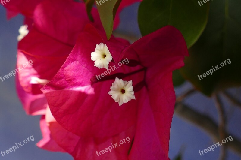 Bougainvillea Nyctaginaceae Flower Plant Flora