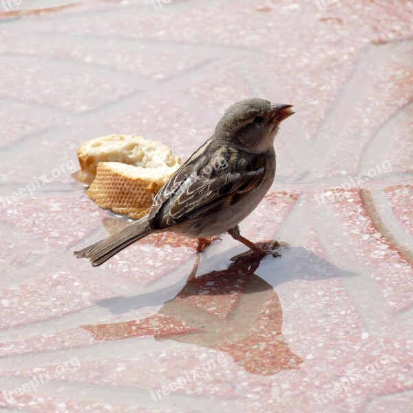 Mus Homester Bird Fauna Bread