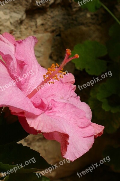 Hibiscus Malvaceae Plant Flower Flora