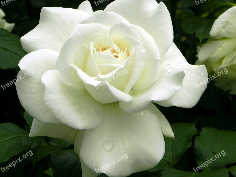 Rose Flower White Wedding Plant