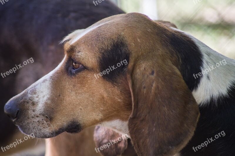 Hunting Dog Hound Pack Hunting Free Photos