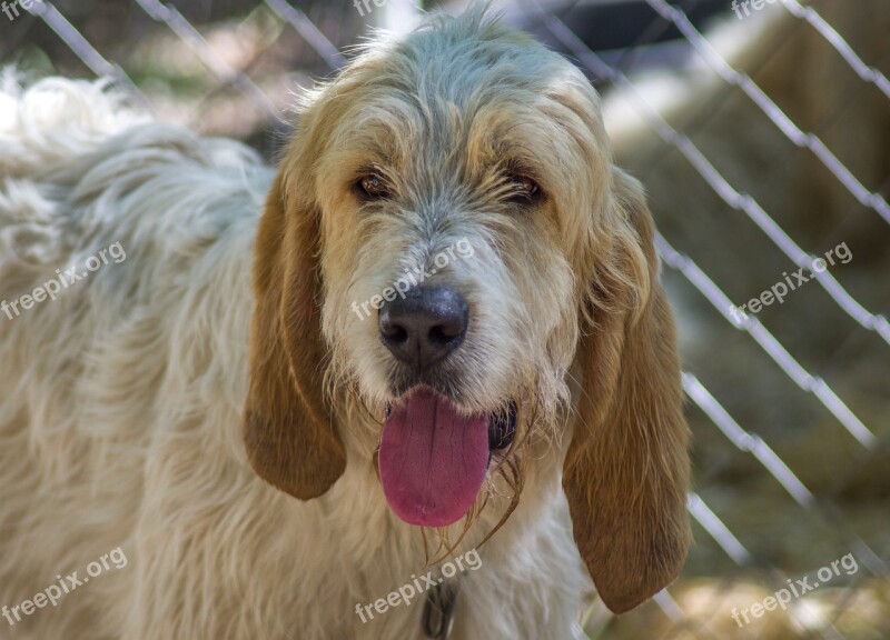 Dog Hunting Dog Griffon Snout Quadruped