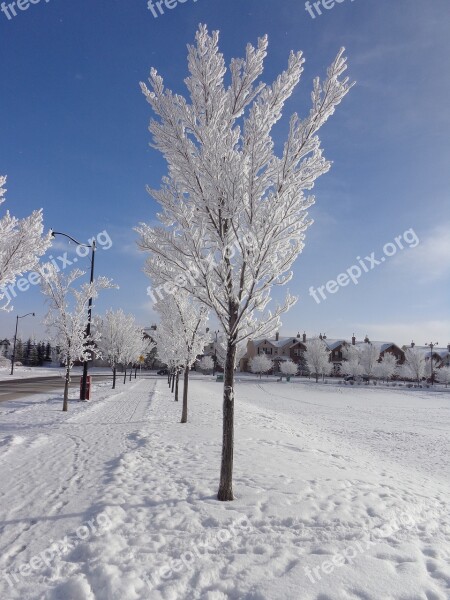 Hoarfrost Winter Cold Blue Sky Ice