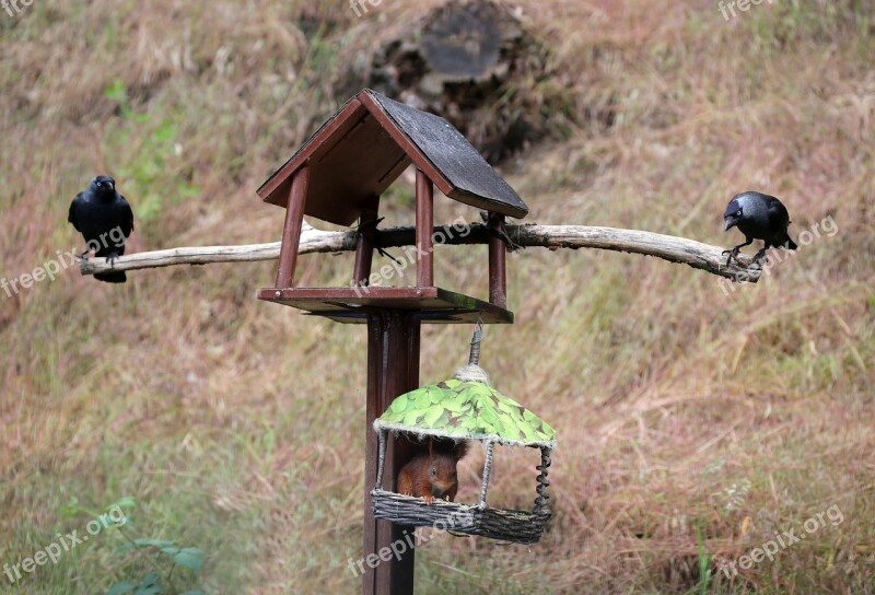 Jackdaws Squirrel Bird Feeder Futterneid Doubles