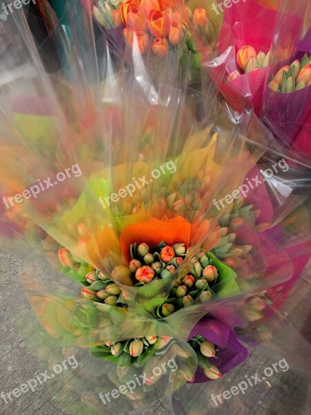 Flowers Tulips Spring Bouquet Color