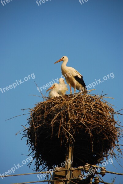 Storchennest Stork Rattle Stork Storks Lake Neusiedl