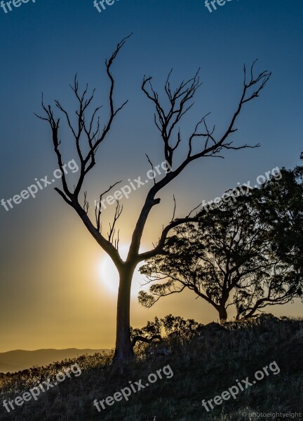 Tree Sun Nature Landscape Trees