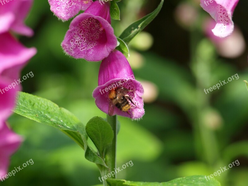 Thimble Garden Flower Nature Plant