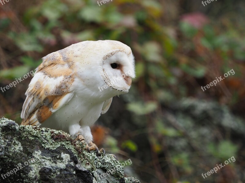 Bird Animal Owl Barn Owl Wings