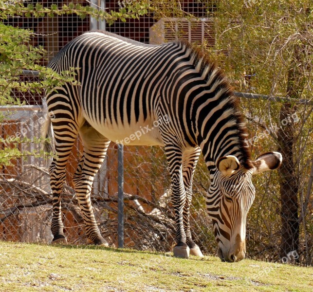 Zebra Stripes Animal Mammal Nature