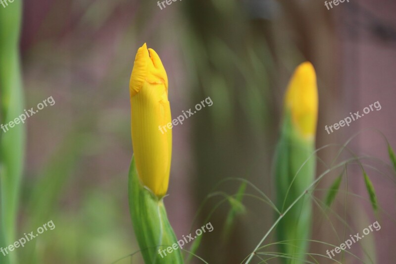 Iris Flowers Closed Fulfillment Yellow