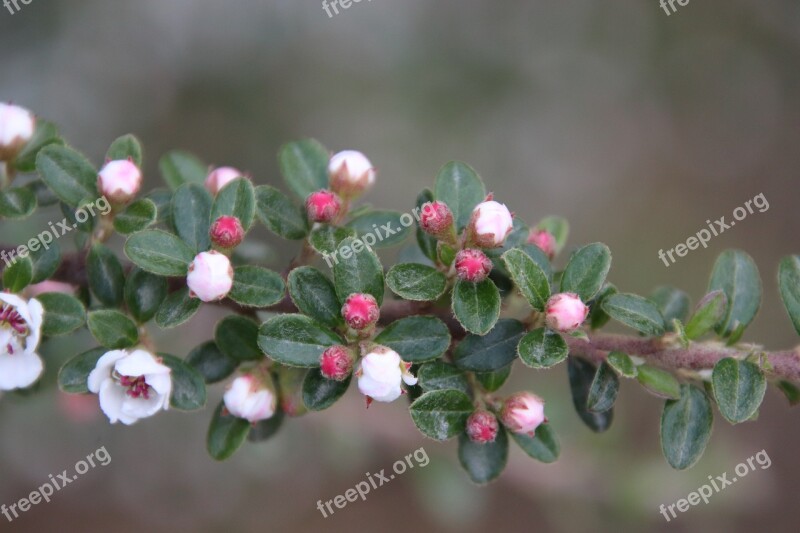 Buds Flowers Tree Nature Field