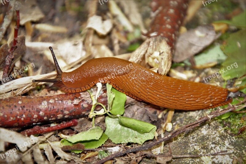 Slug Animals Creepy Mollusk Nature