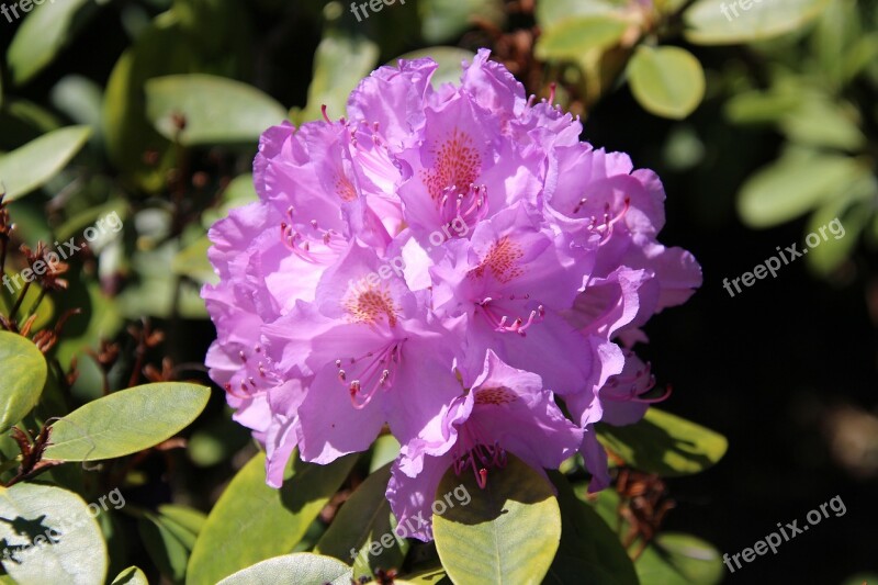 Rhododendron Plant Nature Spring Macro