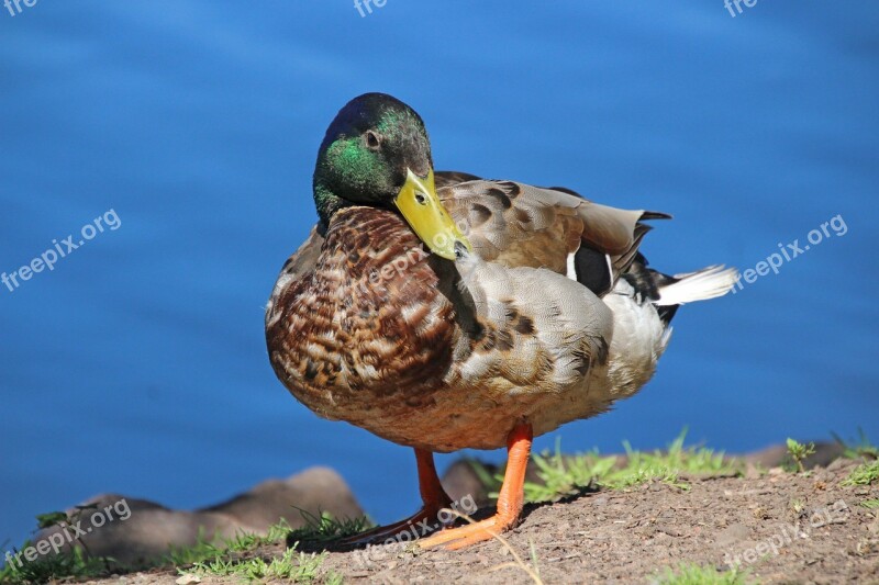 Duck Mallard Animal Water Bird Plumage