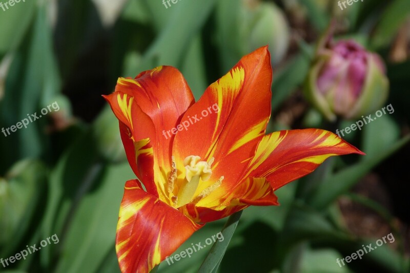 Tulip Spring Flower Orange Garden