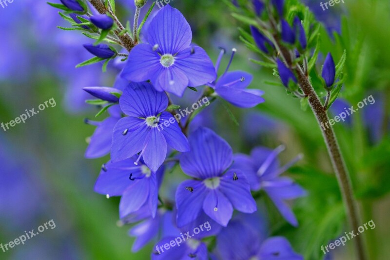 Flower Meadow Summer Nature Blue