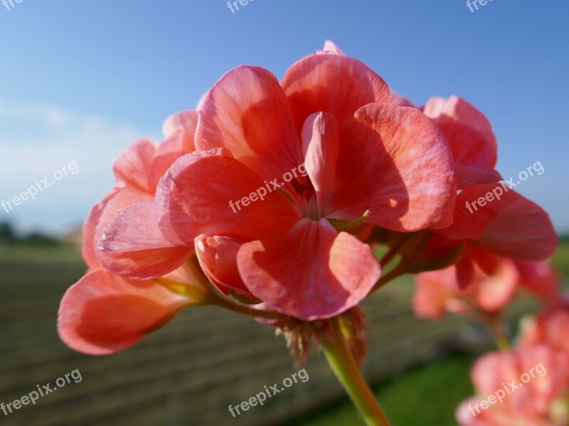 Sky Blue Blue Sky Geranium Campaign