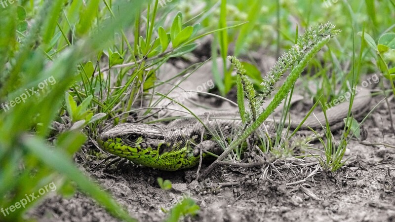 Lizard Grass Nature Reptile Green