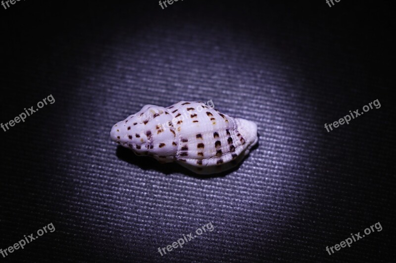 Conch Shellfish Shell Marine Molluscs