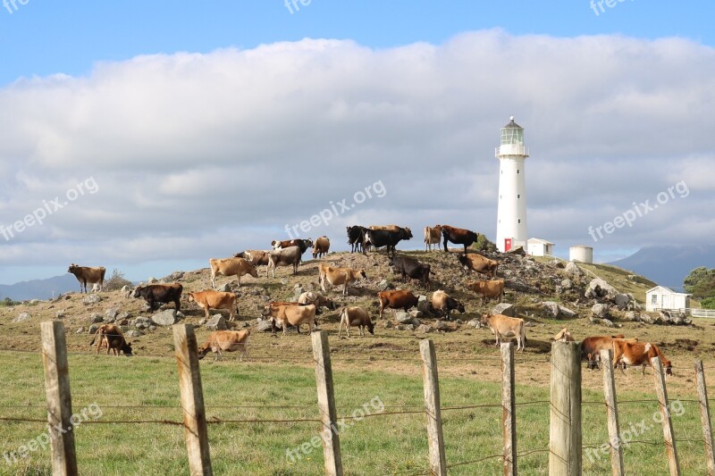 Lighthouse Farm Cows Hill Blue