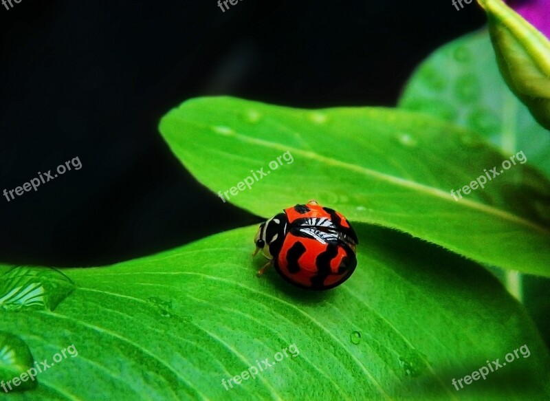 Ladybug Coquito Insect Animals Beetle