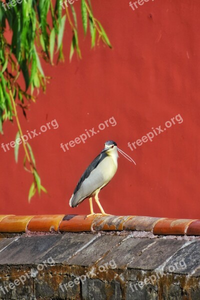 Bird Red Animal Feather Natural