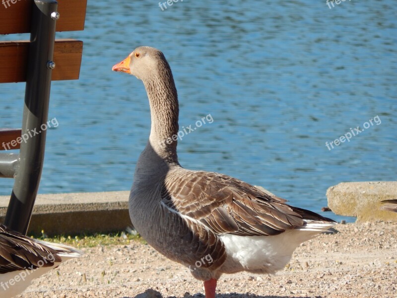 Grand Father Goose Family Closeup Free Photos