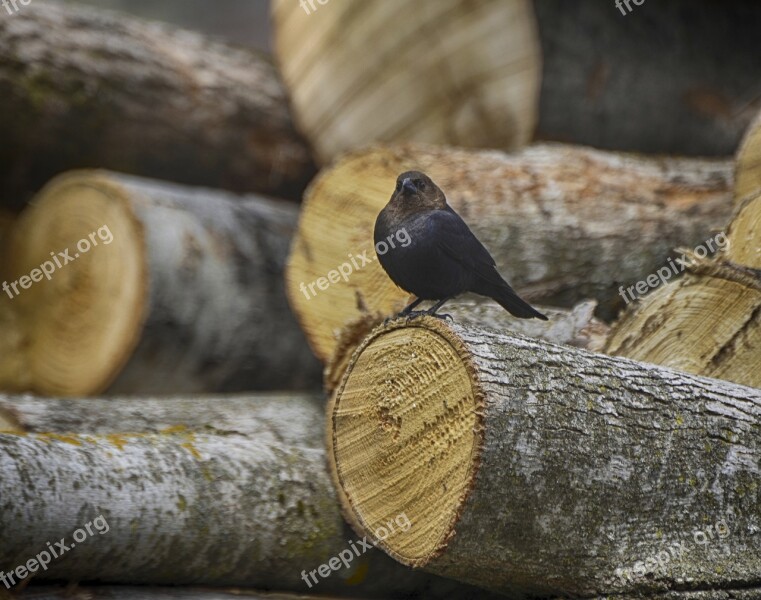 Animal Bird Nature Close Up Brown-headed Cowbird