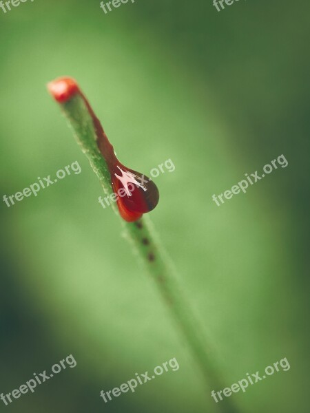 Nature Plant Blood Drop Plants