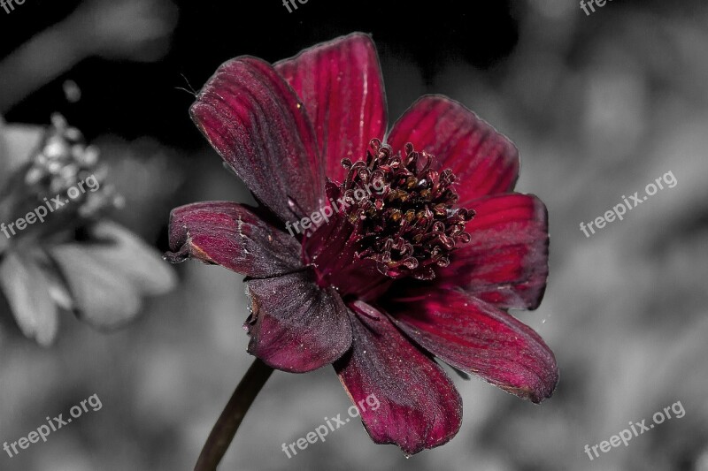 Cosmea Chocolate Flower Blossom Bloom Plant