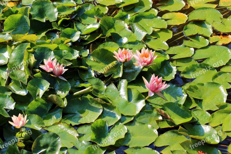 Water Lily Lily Pond Blossom Bloom