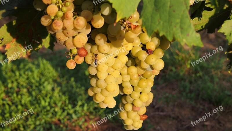 Grapes Wine Fruit Winegrowing Free Photos