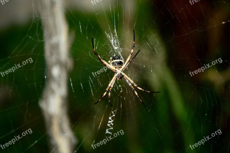 Spider Cobweb Nature Insects Free Photos