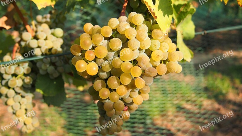 Grapes Wine Fruit Winegrowing Ripe