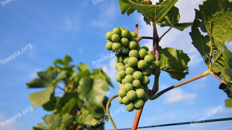 Grapes Wine Fruit Winegrowing Green