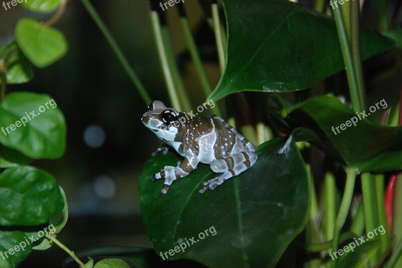 Poison Frog Dendrobates Cologne Zoo Free Photos