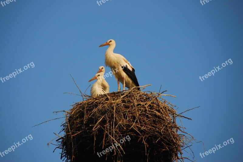 Storchennest Storks Stork Rattle Stork Hungary