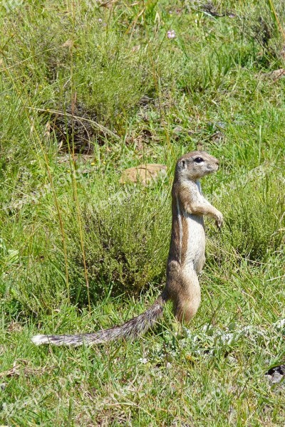 Gophers Animal Nature Cute Rodent