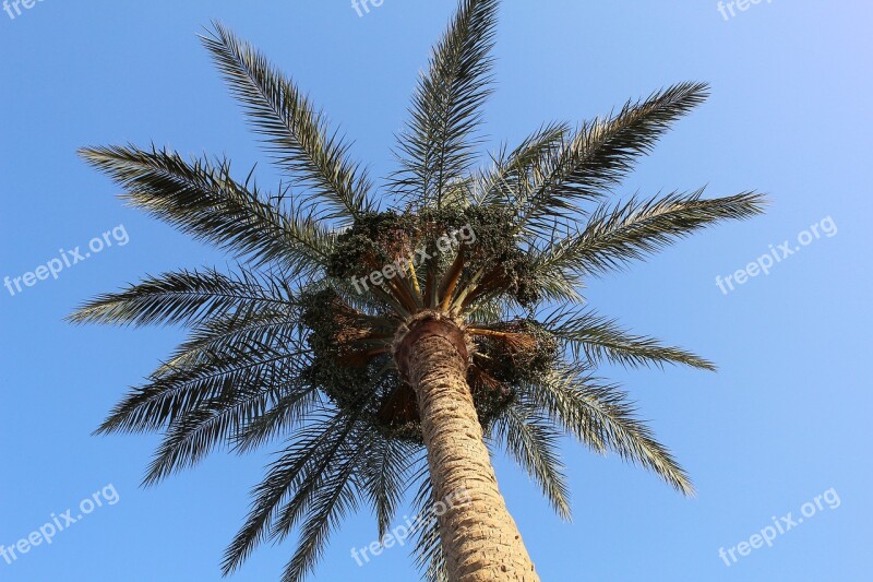 Palma Sea Sky Vacation Tropical