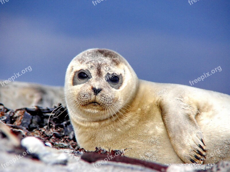 Seal Robbe Sea Beach North Sea