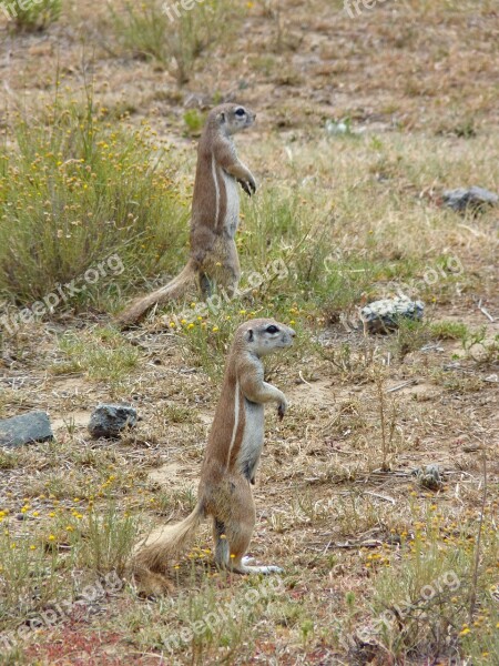 Gophers Animals Nature Cute Rodent