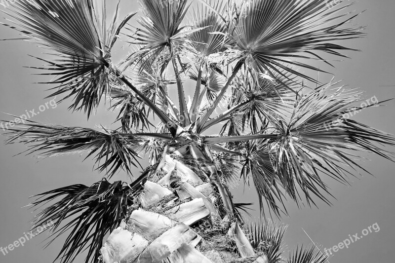 Palm Plant Sky Black And White Palm Leaf