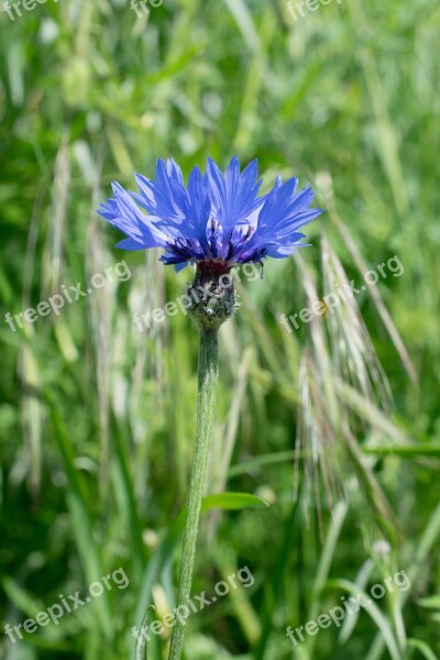 Cornflower Knapweed Rock Blum Centaurea Flower