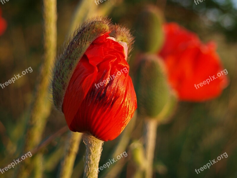 Poppy Poppy Flower Red Mohngewaechs Blossom